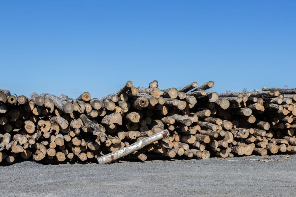 Best Firewood for Your Campfire