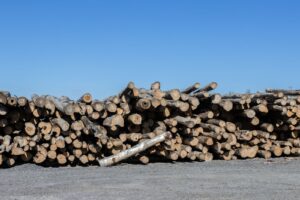 Best Firewood for Your Campfire